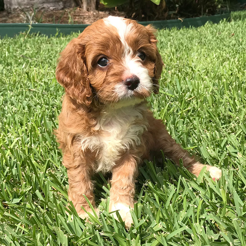 cavoodle puppies near me