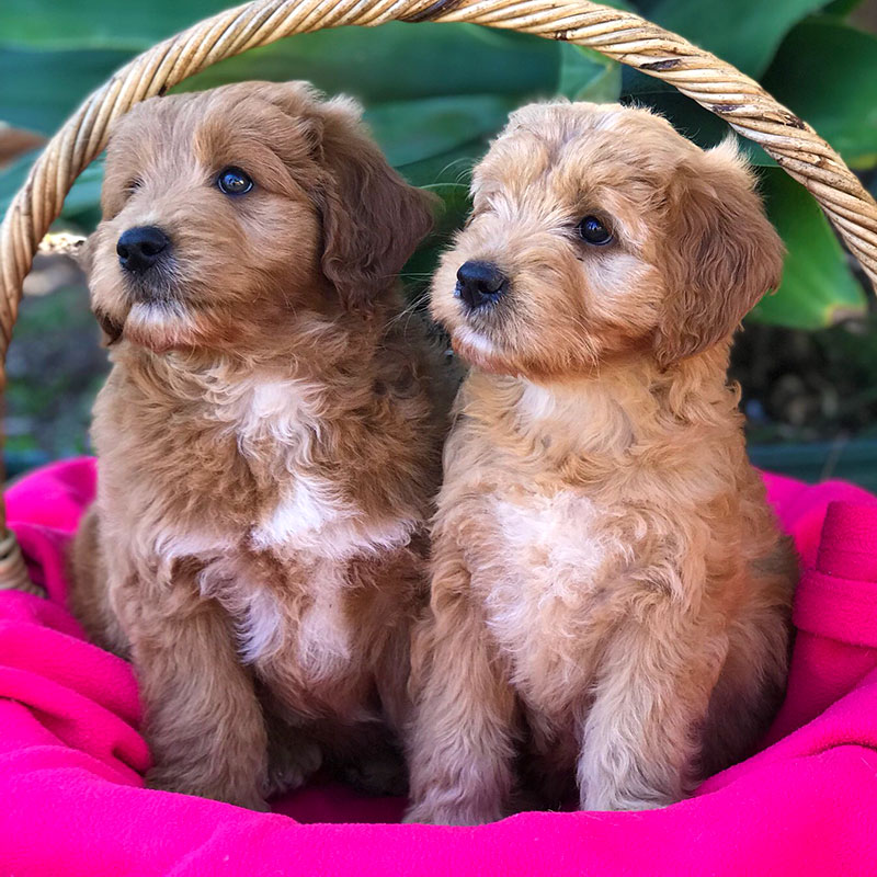 groodle puppies for sale